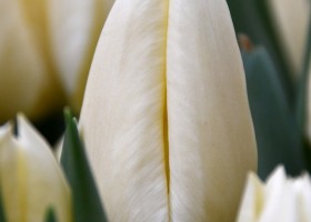 Tulipa Fondue ® (3)